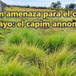 La gran amenaza para el campo uruguayo: el capim annoni