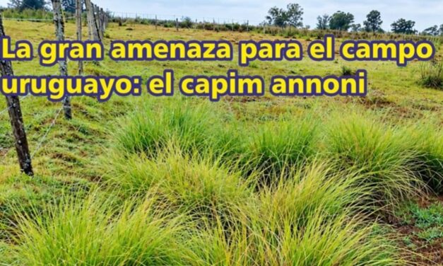 La gran amenaza para el campo uruguayo: el capim annoni