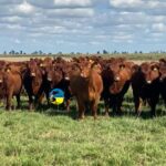 Plaza Rural colocó el 95.63% en el primer día de ventas del remate 329º