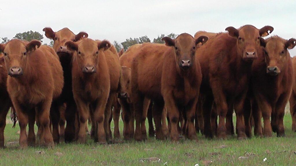 imagen de terneras en el campo, Pantalla Uruguay vendió 9.446 vacunos en el remate 321º