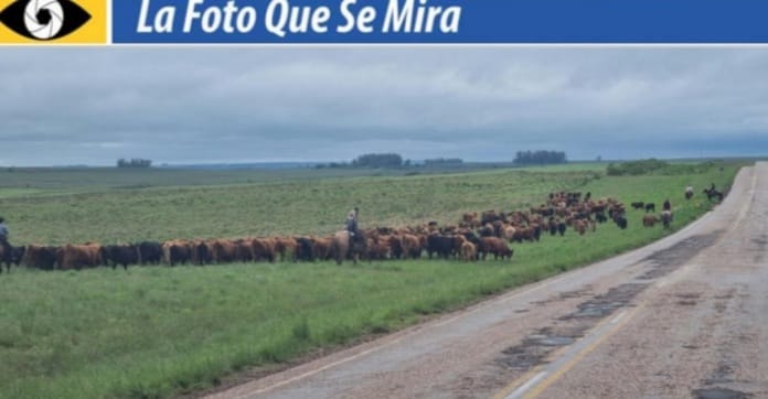 Hace tiempo que no se ve: una tropa de 350 novillos formados, con cinco troperos, en la zona de Arerunguá, Salto.