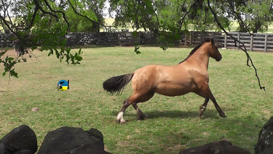 imagen de caballo en el campo, El precio del caballo en el mes de setiembre fue de $62.10 el kilo