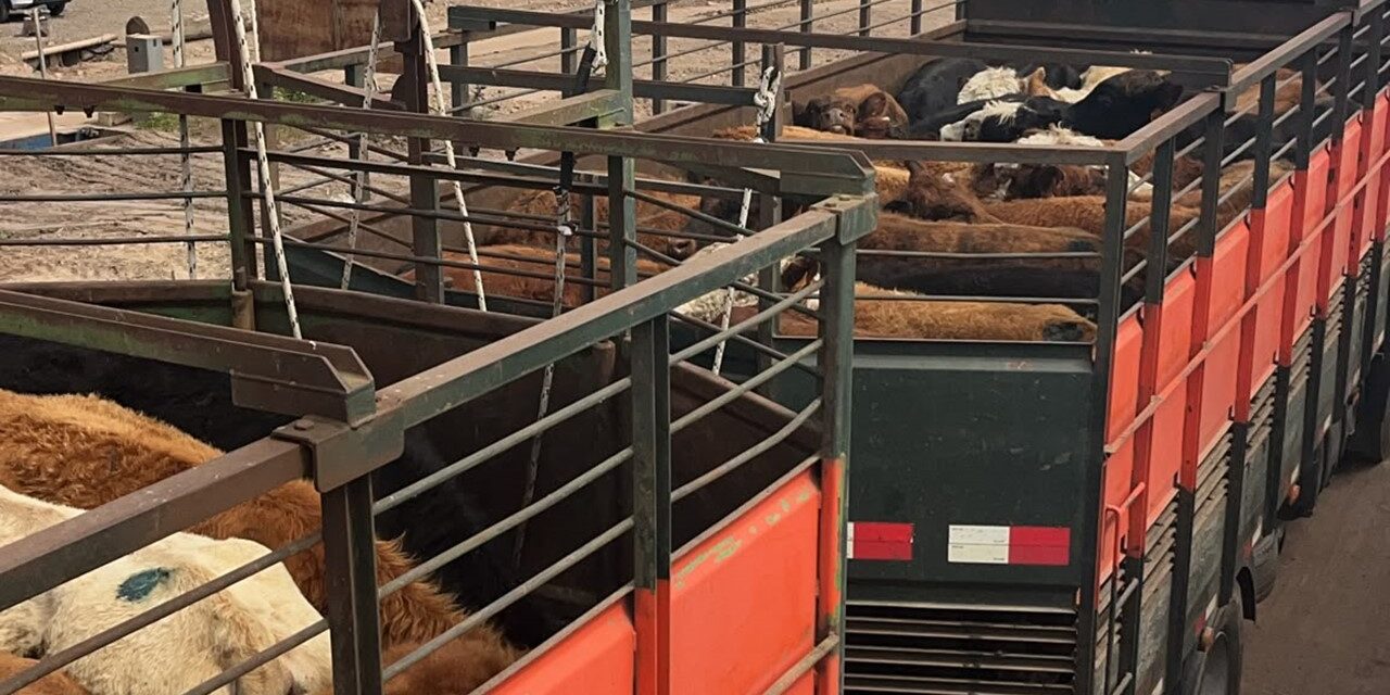 El mercado de ganado gordo está marcado por la faena que es poca