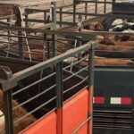El mercado de ganado gordo está marcado por la faena que es poca