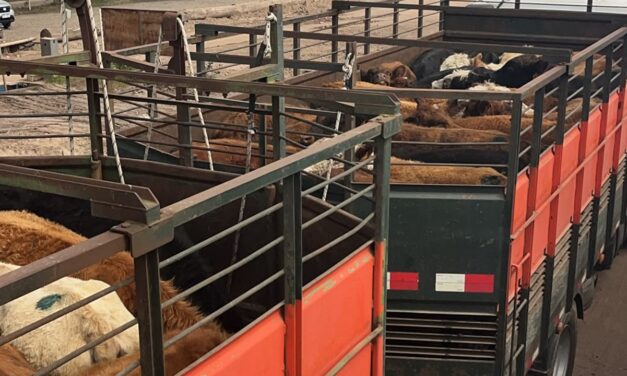 El mercado de ganado gordo está marcado por la faena que es poca